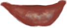 BOTTOM LIP